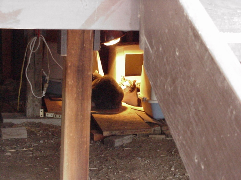 cat-condos-under-back-porch-1-dec-13-2001